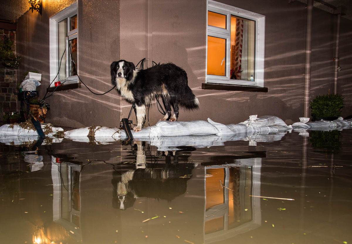 Alfie the dog on the sandbags