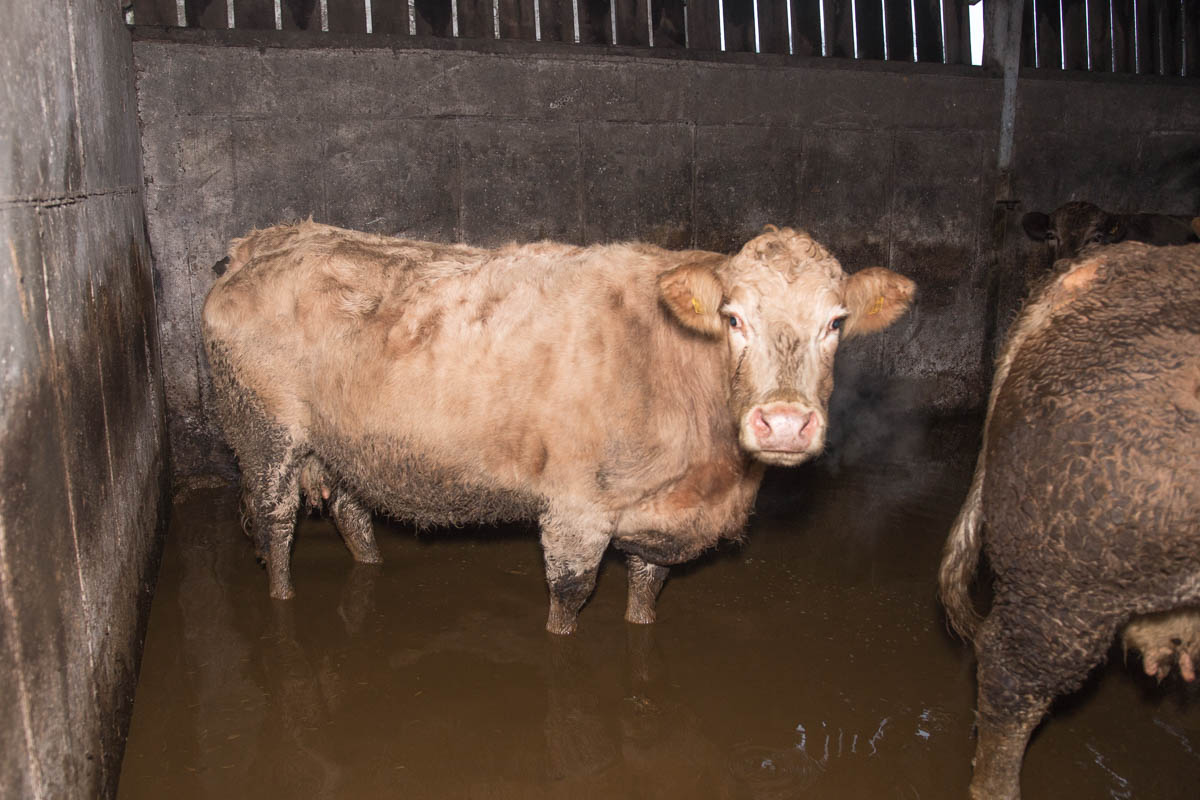 photos roundfort winter flood on farm